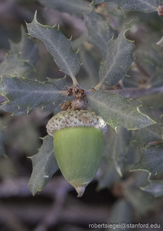 Desert Biogeography of Joshua Tree National Park